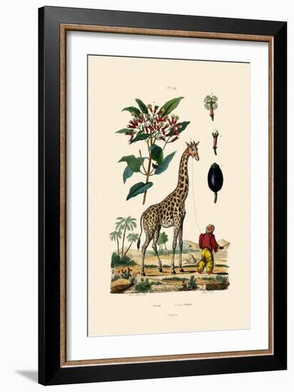 Giraffe, 1833-39-null-Framed Giclee Print