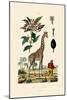 Giraffe, 1833-39-null-Mounted Giclee Print