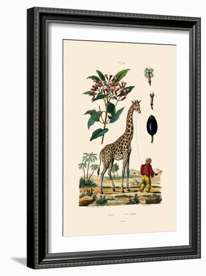 Giraffe, 1833-39-null-Framed Giclee Print