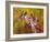 Giraffe, 1997-Odile Kidd-Framed Giclee Print