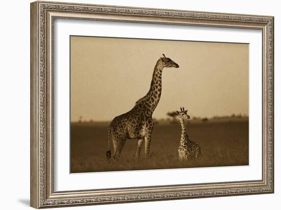 Giraffe adult and foal on savanna, Kenya - Sepia-Tim Fitzharris-Framed Art Print