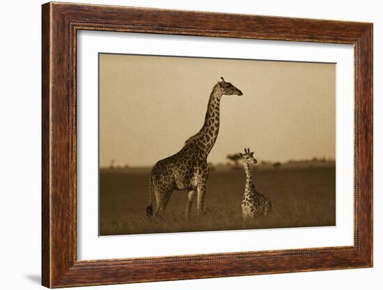 Giraffe adult and foal on savanna, Kenya - Sepia-Tim Fitzharris-Framed Art Print