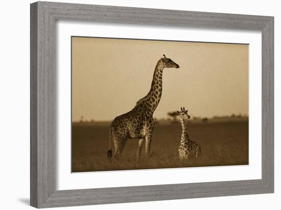 Giraffe adult and foal on savanna, Kenya - Sepia-Tim Fitzharris-Framed Art Print