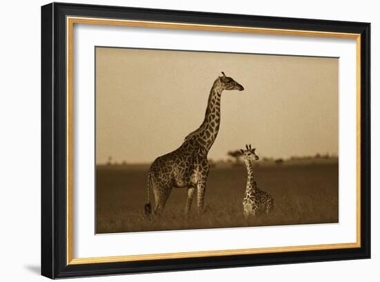 Giraffe adult and foal on savanna, Kenya - Sepia-Tim Fitzharris-Framed Art Print