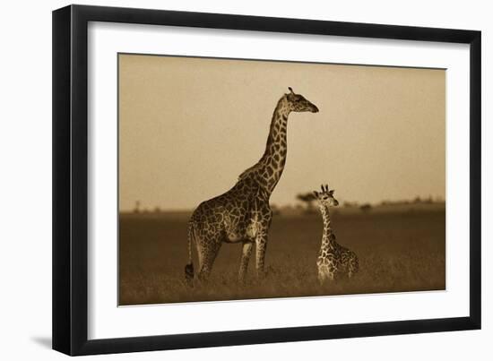 Giraffe adult and foal on savanna, Kenya - Sepia-Tim Fitzharris-Framed Art Print
