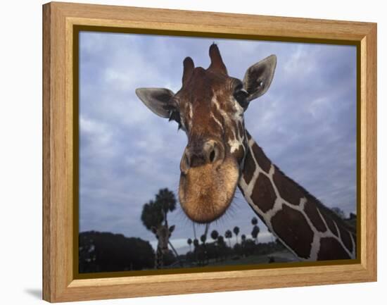 Giraffe, Africa-James Gritz-Framed Premier Image Canvas
