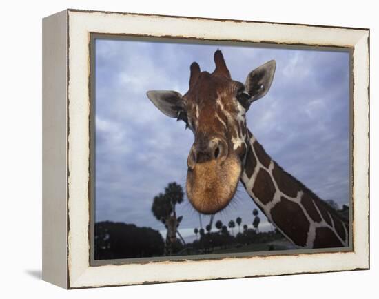 Giraffe, Africa-James Gritz-Framed Premier Image Canvas