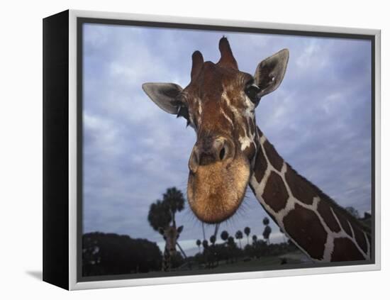 Giraffe, Africa-James Gritz-Framed Premier Image Canvas