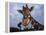 Giraffe, Africa-James Gritz-Framed Premier Image Canvas