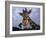 Giraffe, Africa-James Gritz-Framed Photographic Print