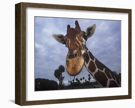 Giraffe, Africa-James Gritz-Framed Photographic Print