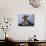 Giraffe, Africa-James Gritz-Photographic Print displayed on a wall