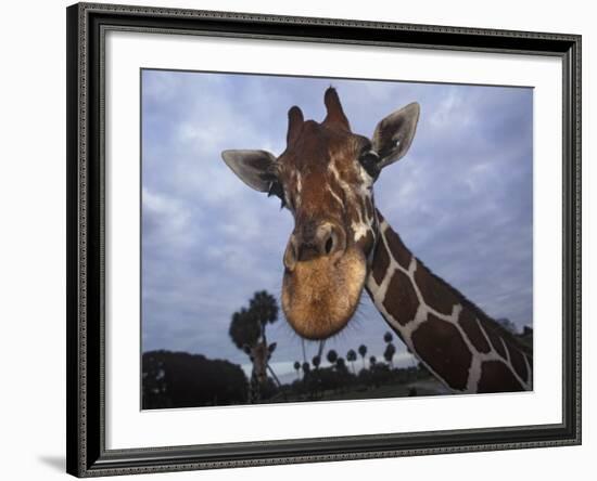 Giraffe, Africa-James Gritz-Framed Photographic Print