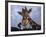 Giraffe, Africa-James Gritz-Framed Photographic Print