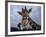 Giraffe, Africa-James Gritz-Framed Photographic Print