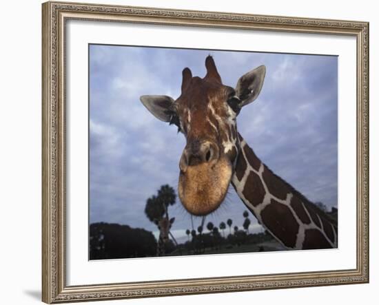 Giraffe, Africa-James Gritz-Framed Photographic Print