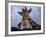 Giraffe, Africa-James Gritz-Framed Photographic Print