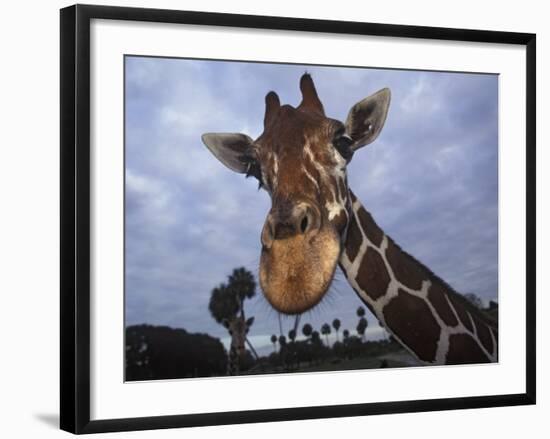 Giraffe, Africa-James Gritz-Framed Photographic Print