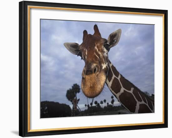 Giraffe, Africa-James Gritz-Framed Photographic Print