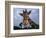 Giraffe, Africa-James Gritz-Framed Photographic Print