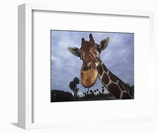 Giraffe, Africa-James Gritz-Framed Photographic Print