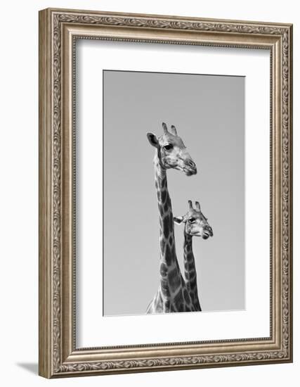 Giraffe - African Wildlife Background - Pair of Necks and Heads-Stacey Ann Alberts-Framed Photographic Print