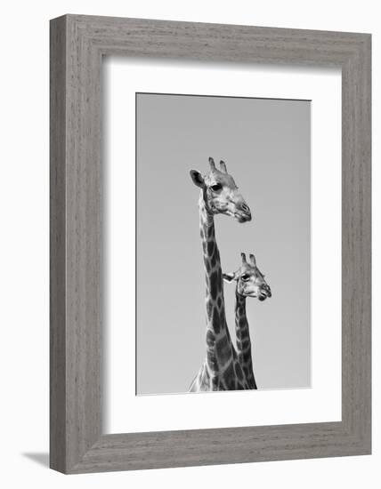 Giraffe - African Wildlife Background - Pair of Necks and Heads-Stacey Ann Alberts-Framed Photographic Print