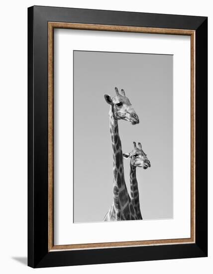 Giraffe - African Wildlife Background - Pair of Necks and Heads-Stacey Ann Alberts-Framed Photographic Print