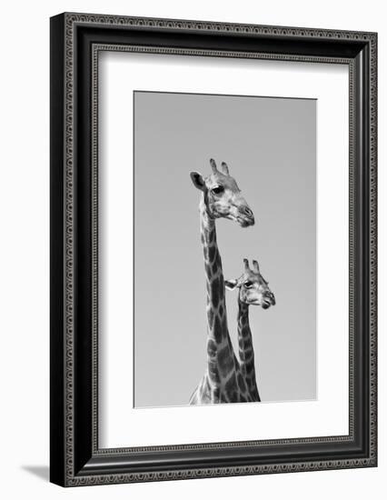 Giraffe - African Wildlife Background - Pair of Necks and Heads-Stacey Ann Alberts-Framed Photographic Print