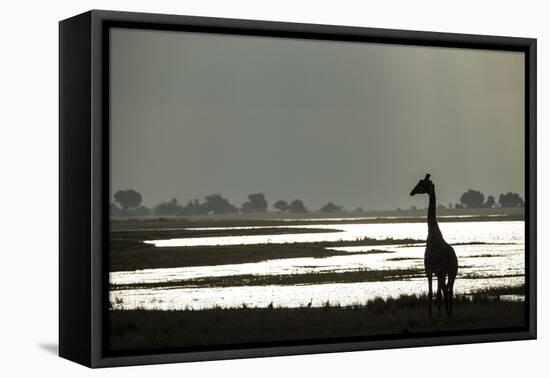 Giraffe along Chobe River, Chobe National Park, Botswana-Paul Souders-Framed Premier Image Canvas