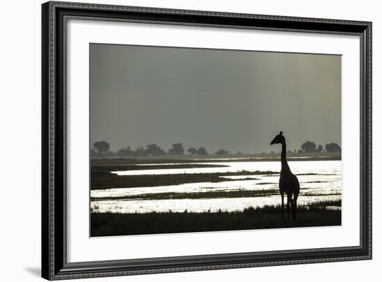 Giraffe along Chobe River, Chobe National Park, Botswana-Paul Souders-Framed Photographic Print