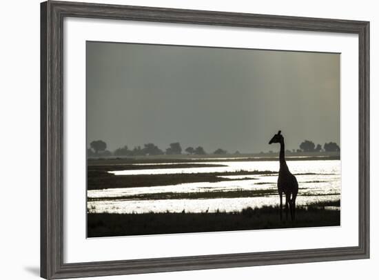 Giraffe along Chobe River, Chobe National Park, Botswana-Paul Souders-Framed Photographic Print