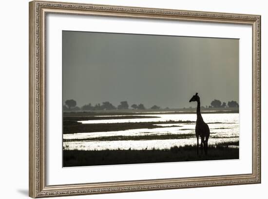 Giraffe along Chobe River, Chobe National Park, Botswana-Paul Souders-Framed Photographic Print