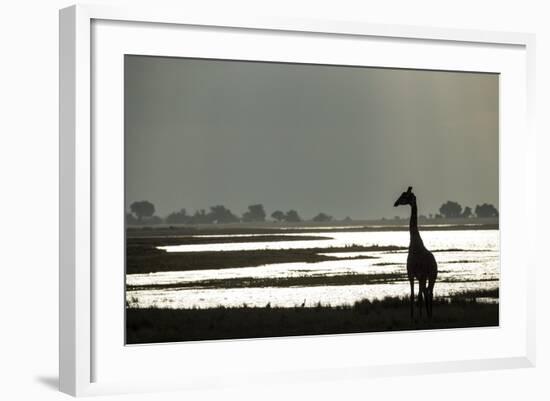 Giraffe along Chobe River, Chobe National Park, Botswana-Paul Souders-Framed Photographic Print