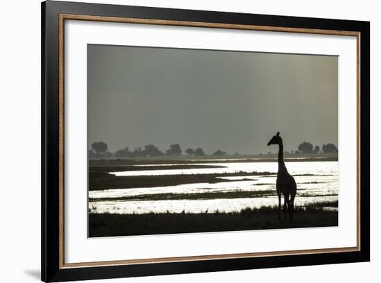 Giraffe along Chobe River, Chobe National Park, Botswana-Paul Souders-Framed Photographic Print