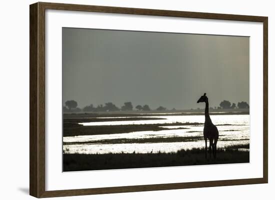 Giraffe along Chobe River, Chobe National Park, Botswana-Paul Souders-Framed Photographic Print