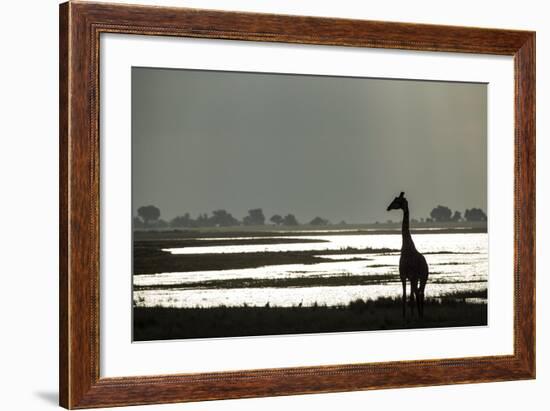 Giraffe along Chobe River, Chobe National Park, Botswana-Paul Souders-Framed Photographic Print