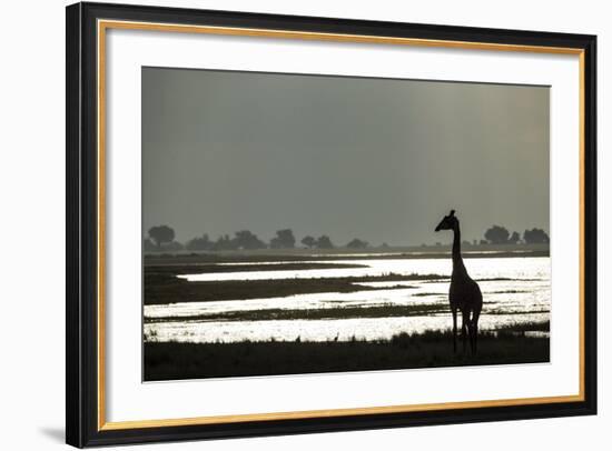 Giraffe along Chobe River, Chobe National Park, Botswana-Paul Souders-Framed Photographic Print