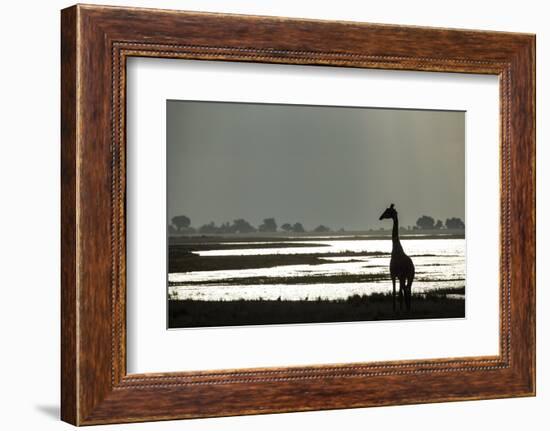 Giraffe along Chobe River, Chobe National Park, Botswana-Paul Souders-Framed Photographic Print