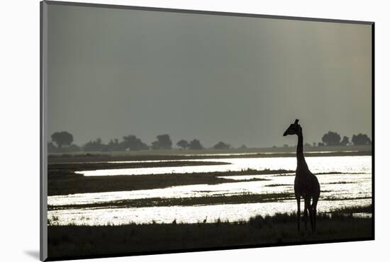 Giraffe along Chobe River, Chobe National Park, Botswana-Paul Souders-Mounted Photographic Print