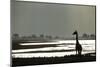 Giraffe along Chobe River, Chobe National Park, Botswana-Paul Souders-Mounted Photographic Print