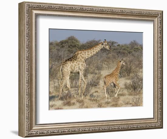 Giraffe and baby on guard, Etosha National Park-Darrell Gulin-Framed Photographic Print