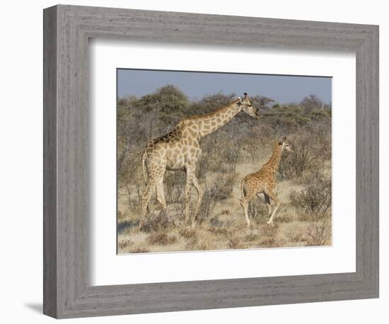 Giraffe and baby on guard, Etosha National Park-Darrell Gulin-Framed Photographic Print