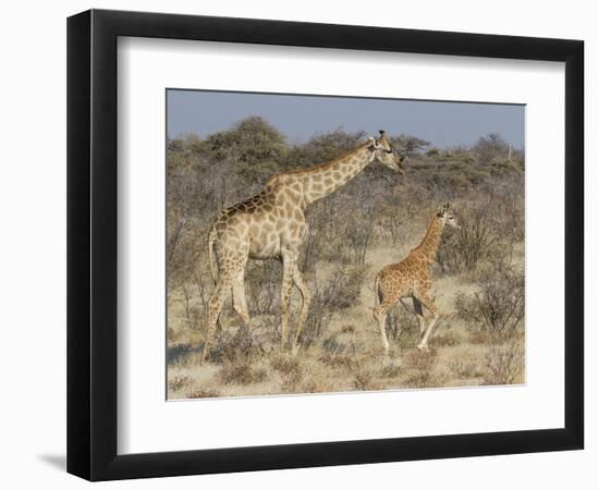 Giraffe and baby on guard, Etosha National Park-Darrell Gulin-Framed Photographic Print