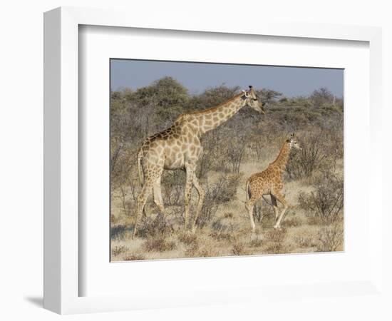 Giraffe and baby on guard, Etosha National Park-Darrell Gulin-Framed Photographic Print