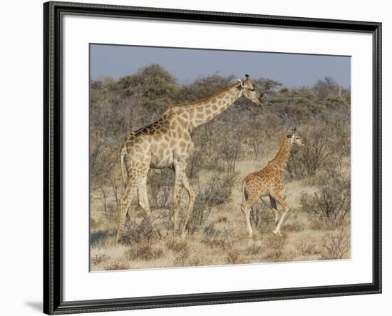 Giraffe and baby on guard, Etosha National Park-Darrell Gulin-Framed Photographic Print