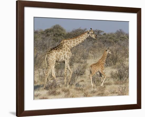 Giraffe and baby on guard, Etosha National Park-Darrell Gulin-Framed Photographic Print