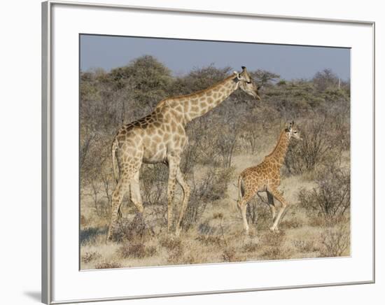 Giraffe and baby on guard, Etosha National Park-Darrell Gulin-Framed Photographic Print