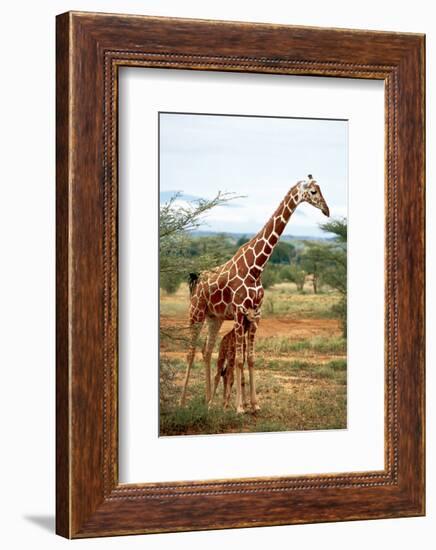 Giraffe and Baby-null-Framed Premium Giclee Print