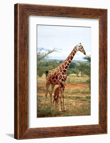 Giraffe and Baby-null-Framed Art Print